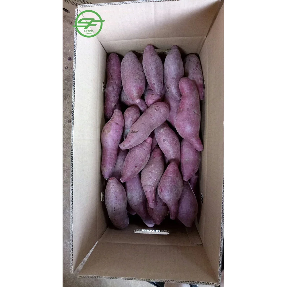 Высококачественный свежий сладкий картофель по самой низкой цене для экспорта (Whatsapp/zalo/wechat: + 84 912 964 858)