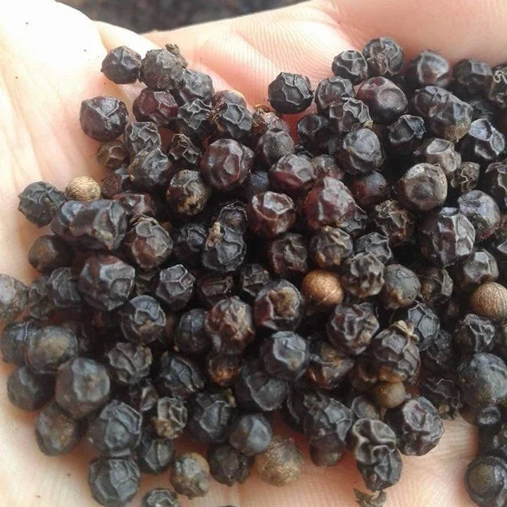 
Dried Organic Black Pepper High Quality Black Dry Pepper With Good Price 