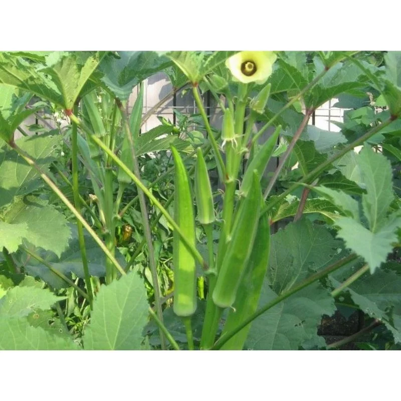 99% Purity for Okra / Okro for for consumption verity Okra Clemson Spineless (Op) Verity for for consumption