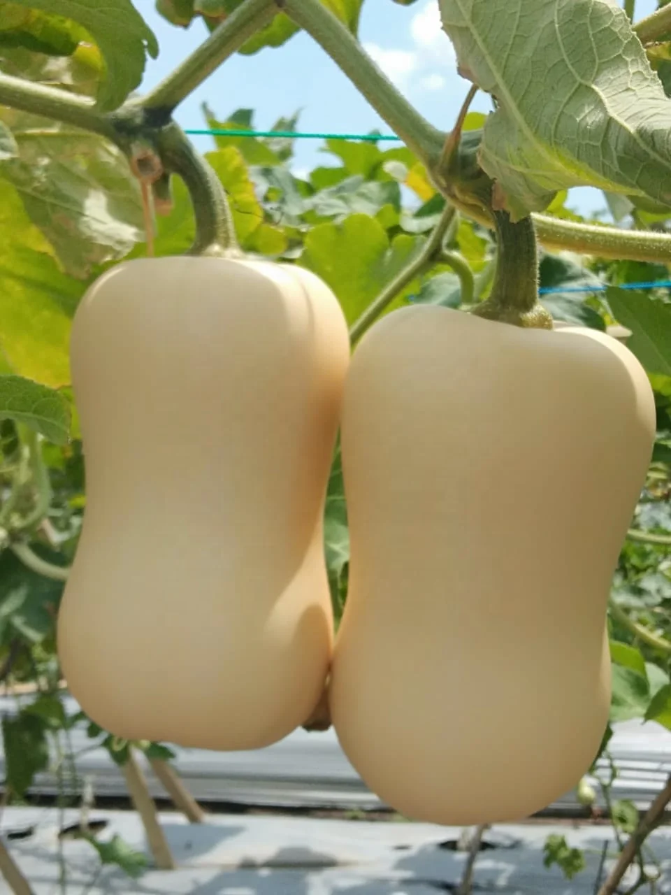
Organic Fresh Butternut Export Quality 