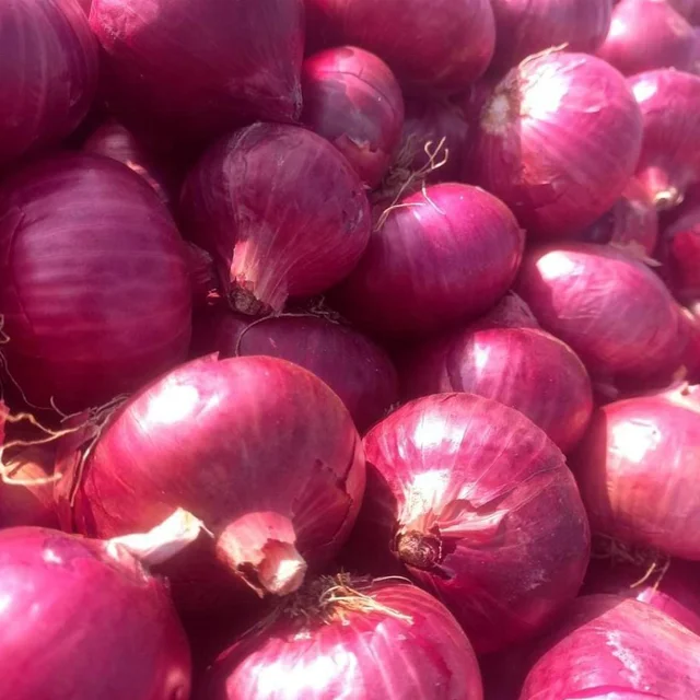 Лидер продаж, свежий лук высокого качества, новый урожай красного лука по оптовой цене из Индии