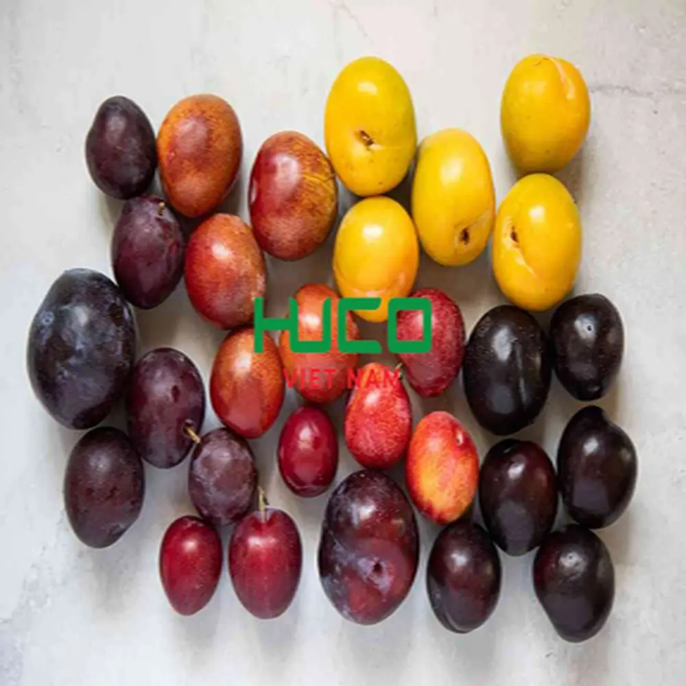 High quality Vietnam Variety Fresh Plum fruits