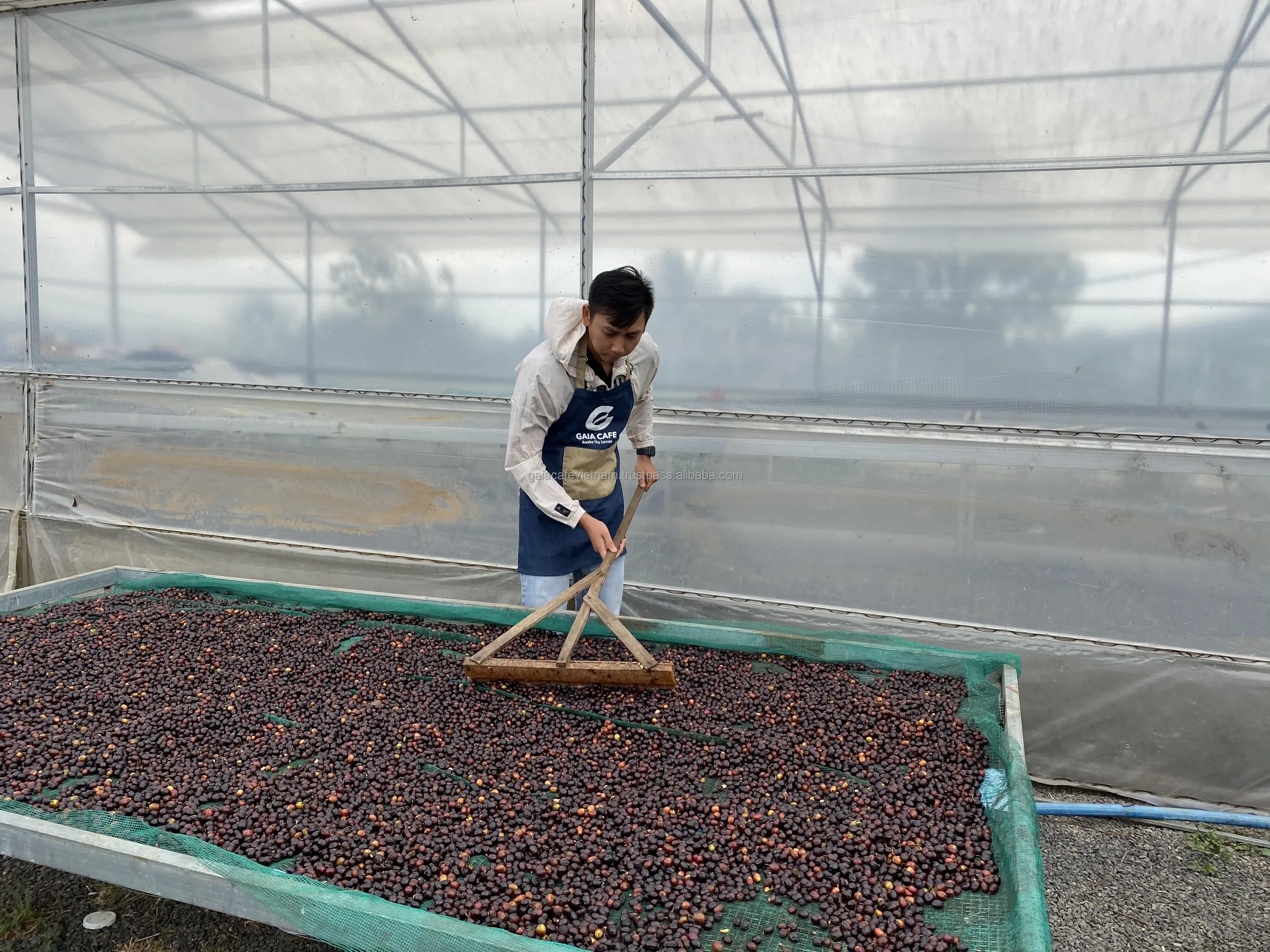 Raw Arabica Coffee Beans Wash Process Natural Flavor New Crop 2023-2024