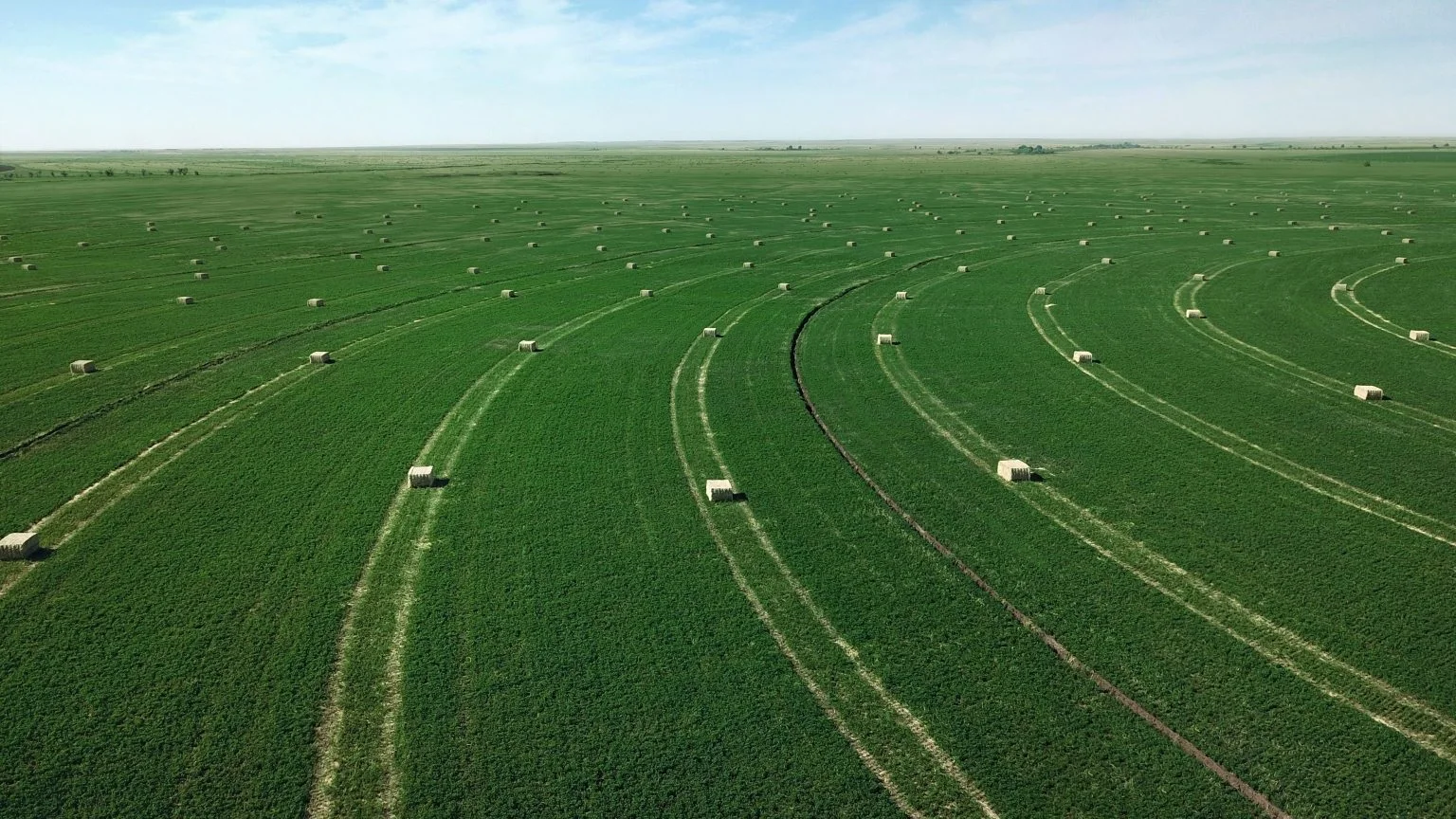 Alfalfa granules high protein 17-21%