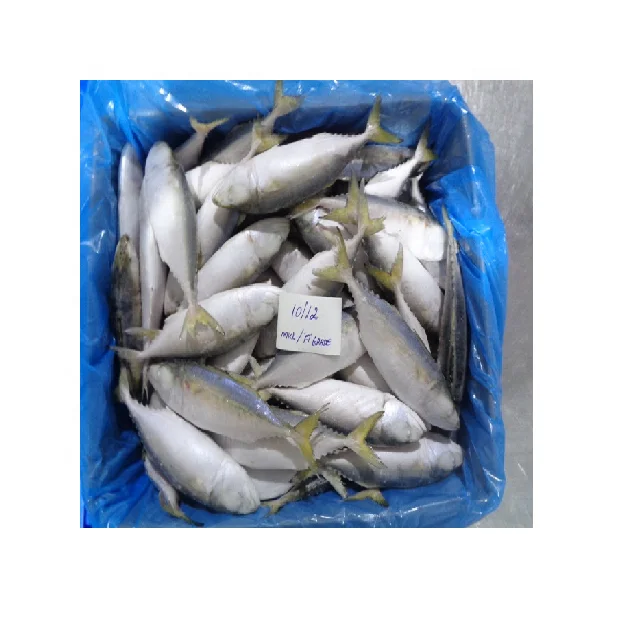 Продажа оптом самая популярная морская еда индийская скумбрия (RASTRELLIGER KANAGURTA)