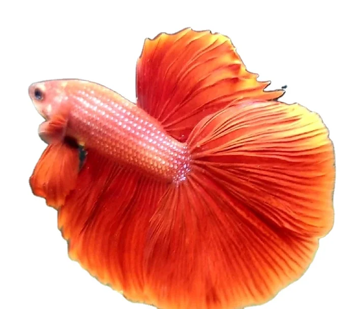 Синий обод Betta Fish HMPK