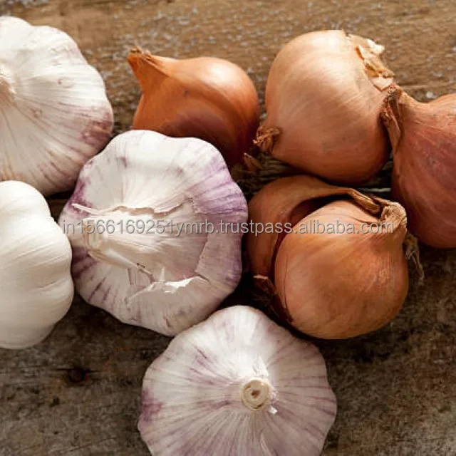 high quality new crop fresh garlic original supplier full dried goods wholesale price garlic