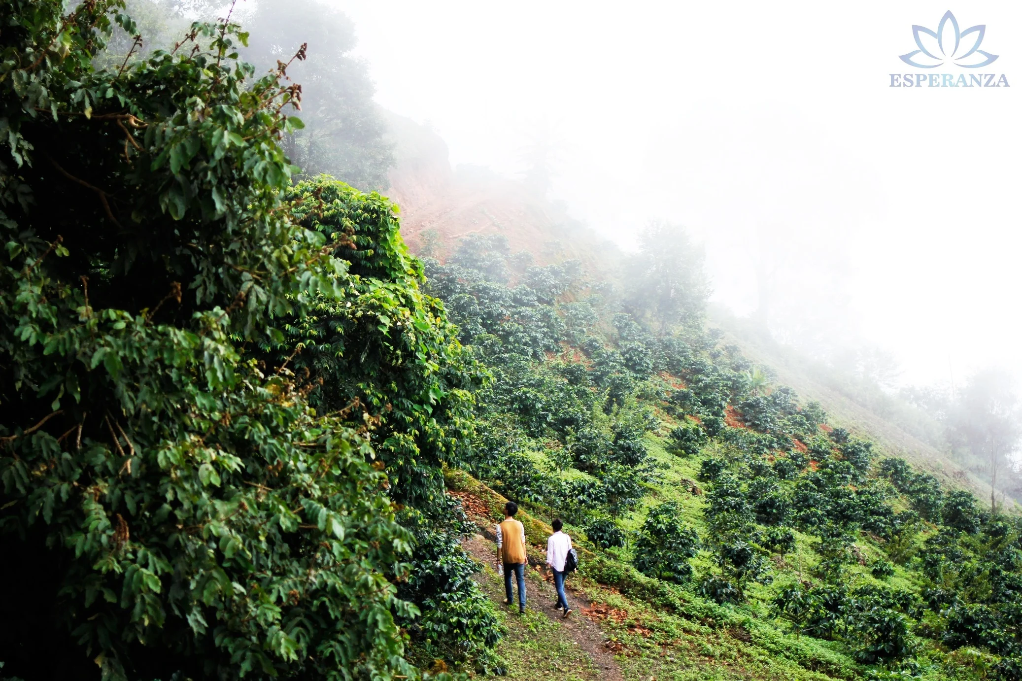 Premium JAVA Coffee Beans (Tan-Roasted Level) 1,000 Gram / Bag - Product of Thailand