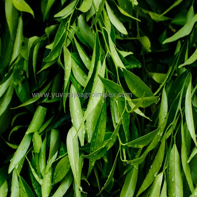 Fresh green curry leaves supplier in India to Dek Daga Tana Qirqos Gelila Zakarias Mitraha Rema Gelila Zakarias Tullu