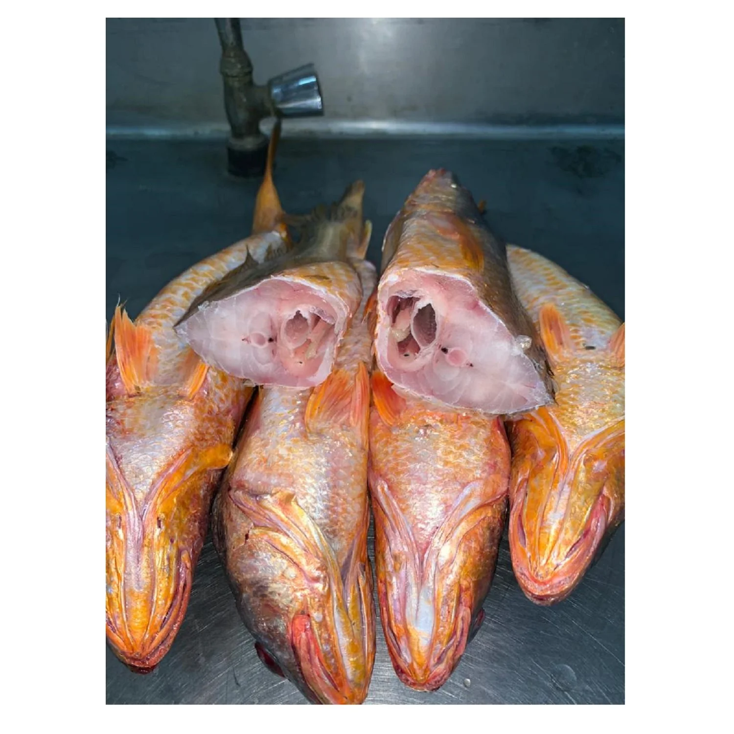 Yellow Croaker Fish On Boat Frozen  Premium Quality Bangladeshi Origin  Size 300gm to 1000gm