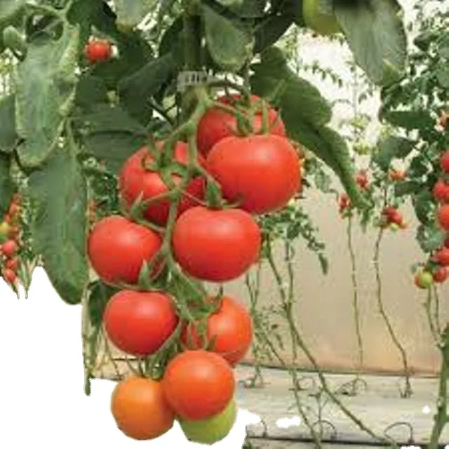 Лучший высококачественный томат для посева фартунов (темно-красный посева) новая продукция 2021 экспортного качества