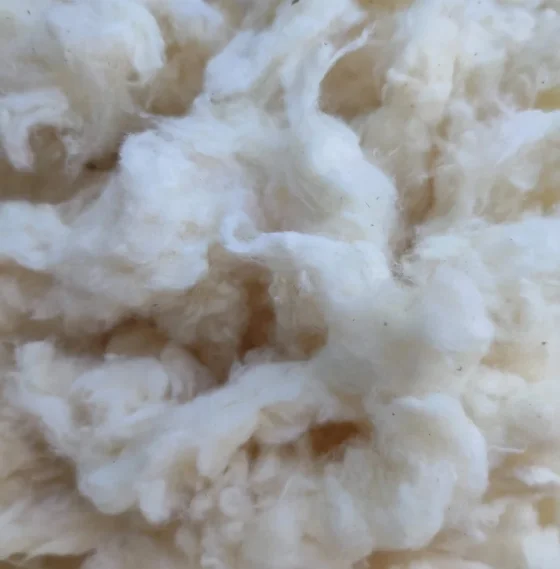 Lickerin A and B Grade/Card Fly/Flat strip Cotton Waste With Negotiable Price From Vietnam ( Ms. Xavia +84333371330 )