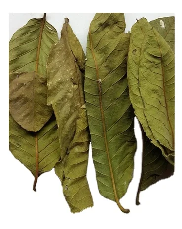 Dried Guava Leaf High Quality/Natural Green Dried Guava Leaves/Guava Leaf powder for Sale from Vietnam