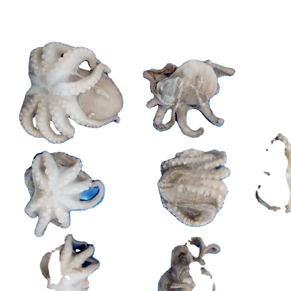 OCTOPUS WHOLE CLEANED