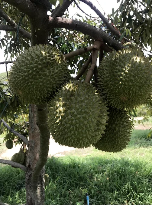 Premium Fresh Durian direct from Thailand Farm (Premium Quality Fresh Durian) - Order for Year 2023