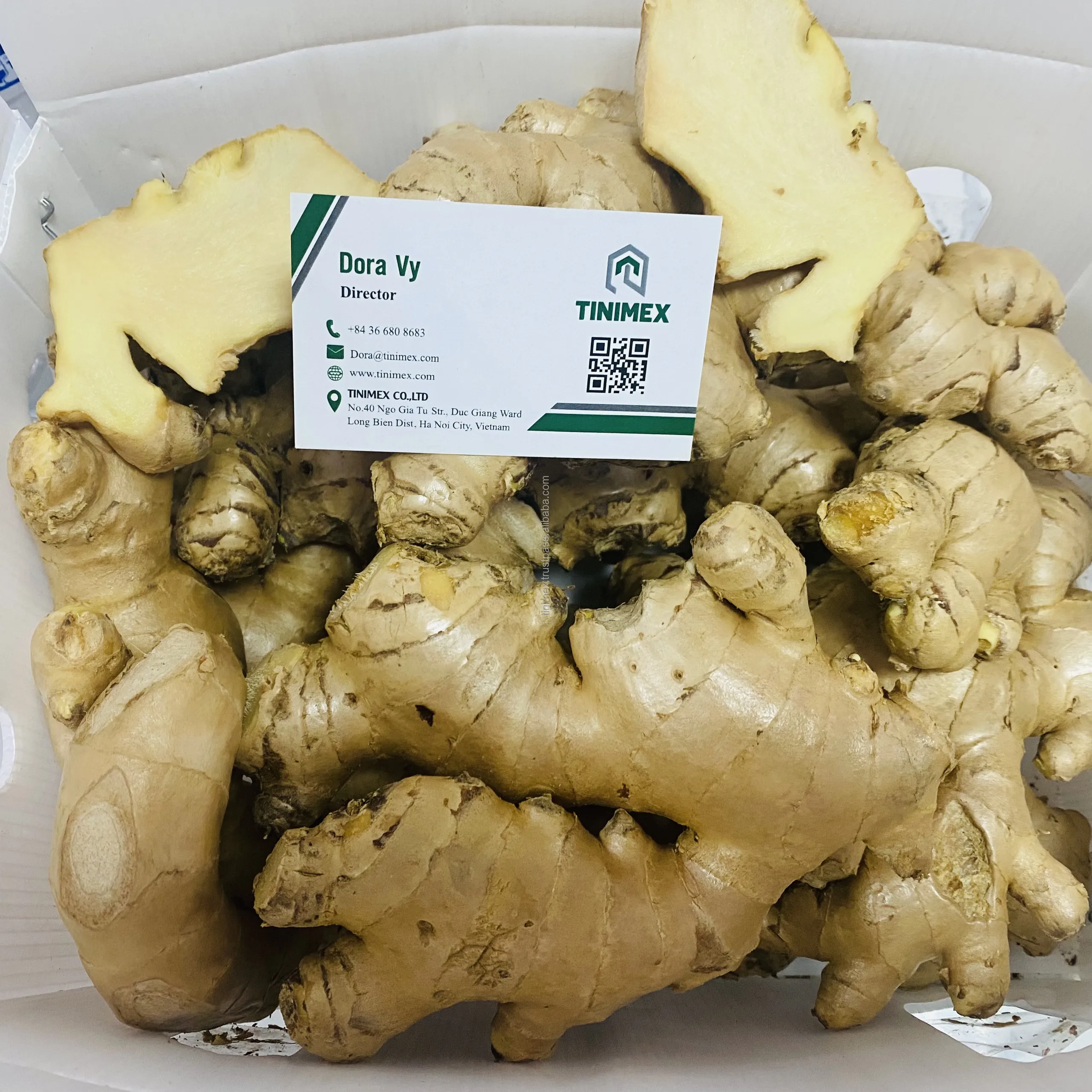 TINIMEX GINGER | High Quality Fresh Elephant Ginger From Vietnam 2024/ Fresh Ginger Export Tel 0084366808683)