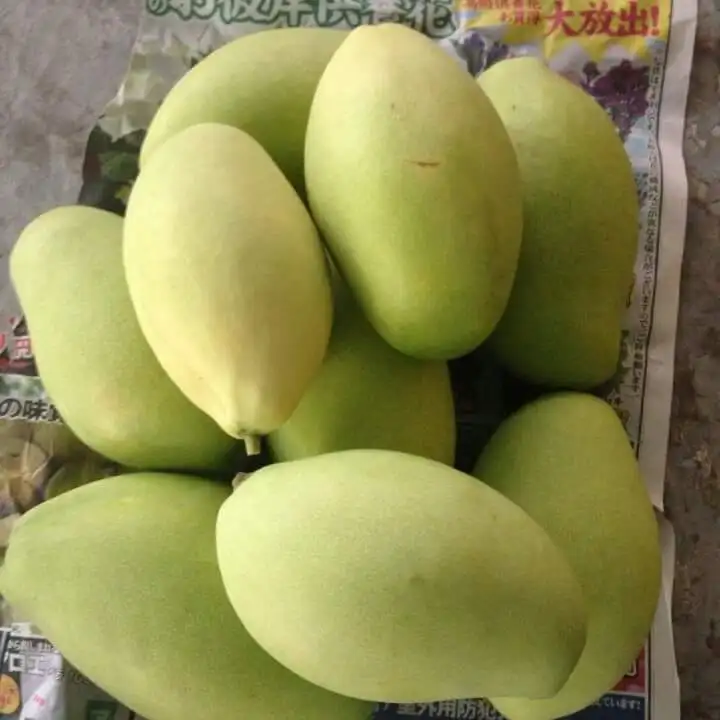 VIETNAM FRESH MANGO for sale , contact +84984418844 Whatsapp