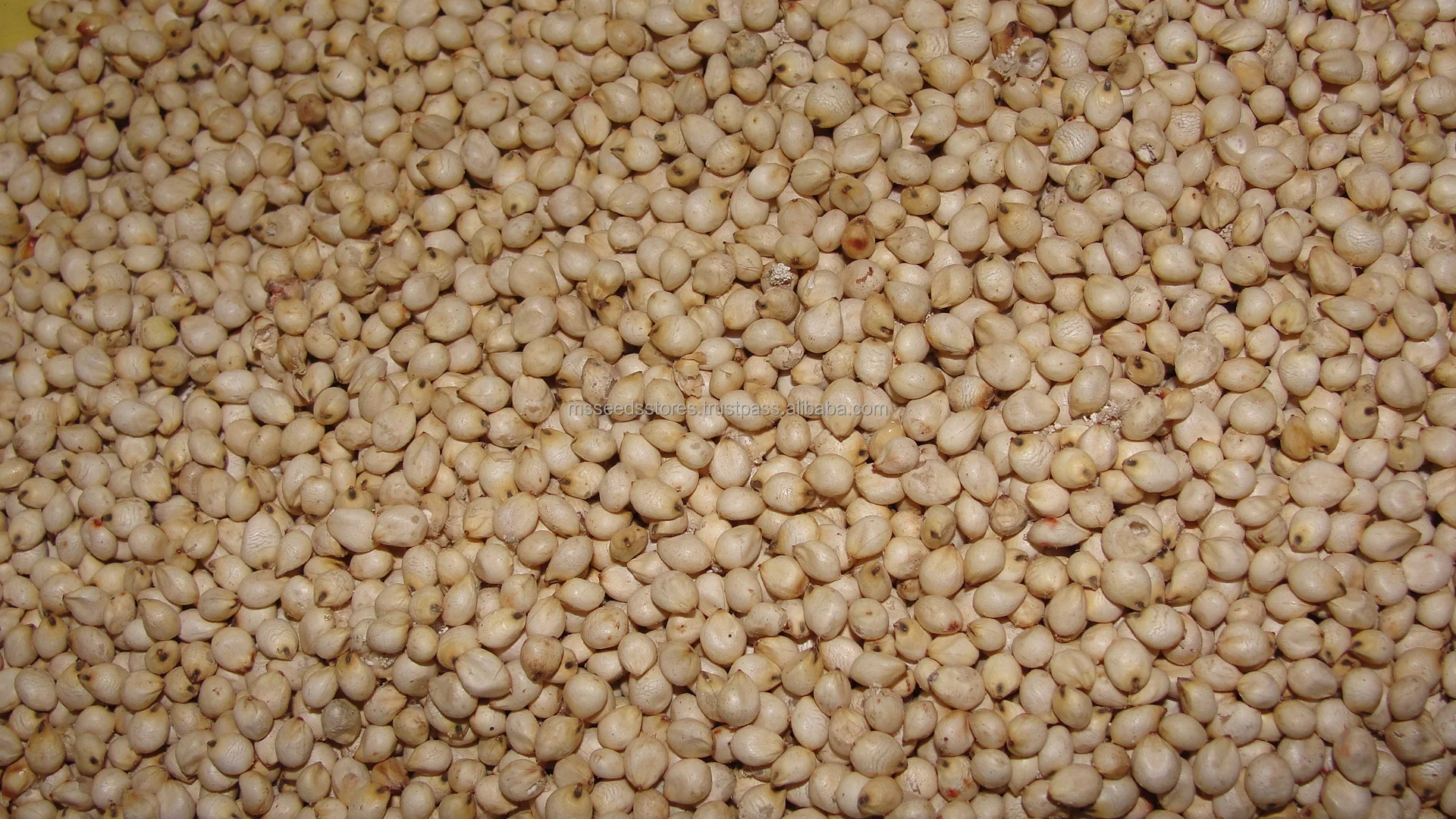 white Sorghum Dp.jpg