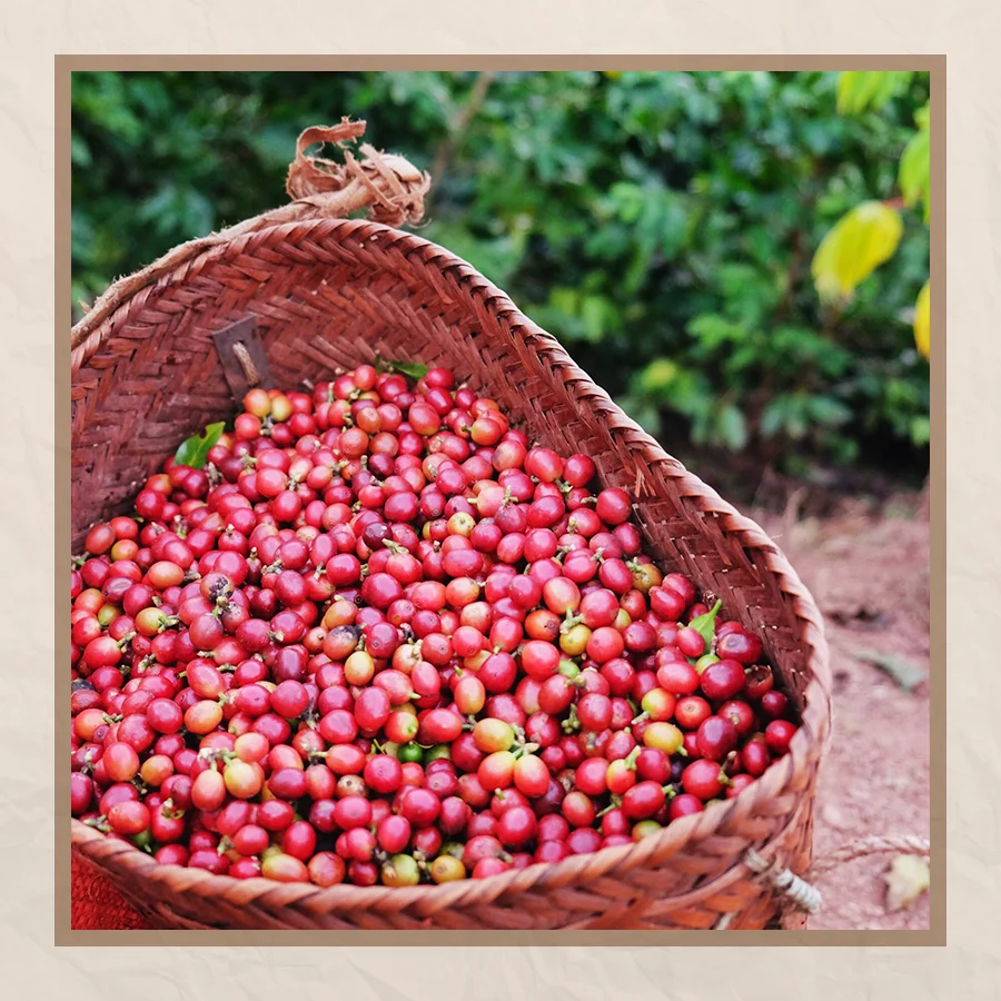 High Quality 2KG Vietnam-Sourced Arabica Green Coffee Beans Wholesome Ready for Export Low Order Accepted