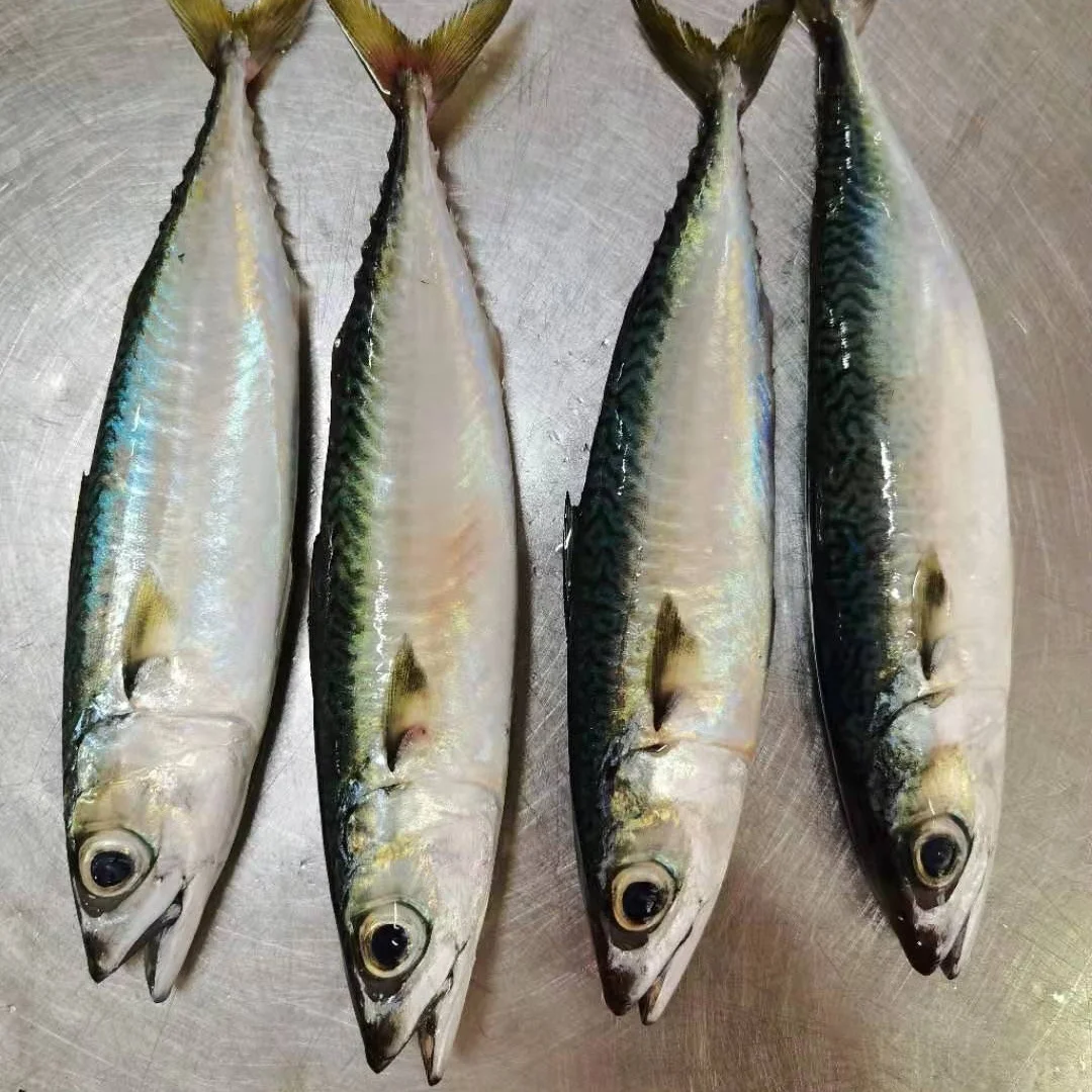 Large Round Glass Fish Tank Fish Bowl Aquarium FISH MEAL 55% 60% 65% 72%  PROTEIN