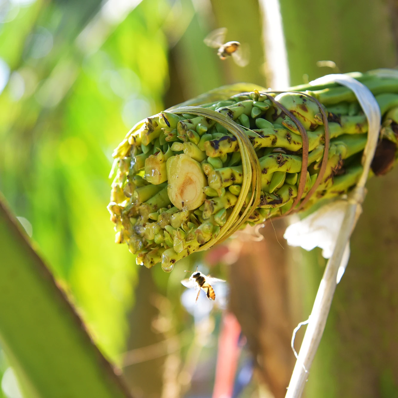 Coconut sugar organic High quality Made from Coconut flower blossom nectar organic Thailand products