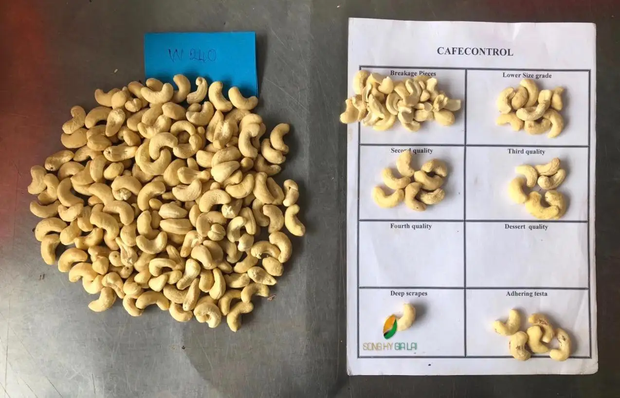 Premium Large Nuts - cashew nuts WW240 (220-240 seed/ pound) Vietnam origin available for export