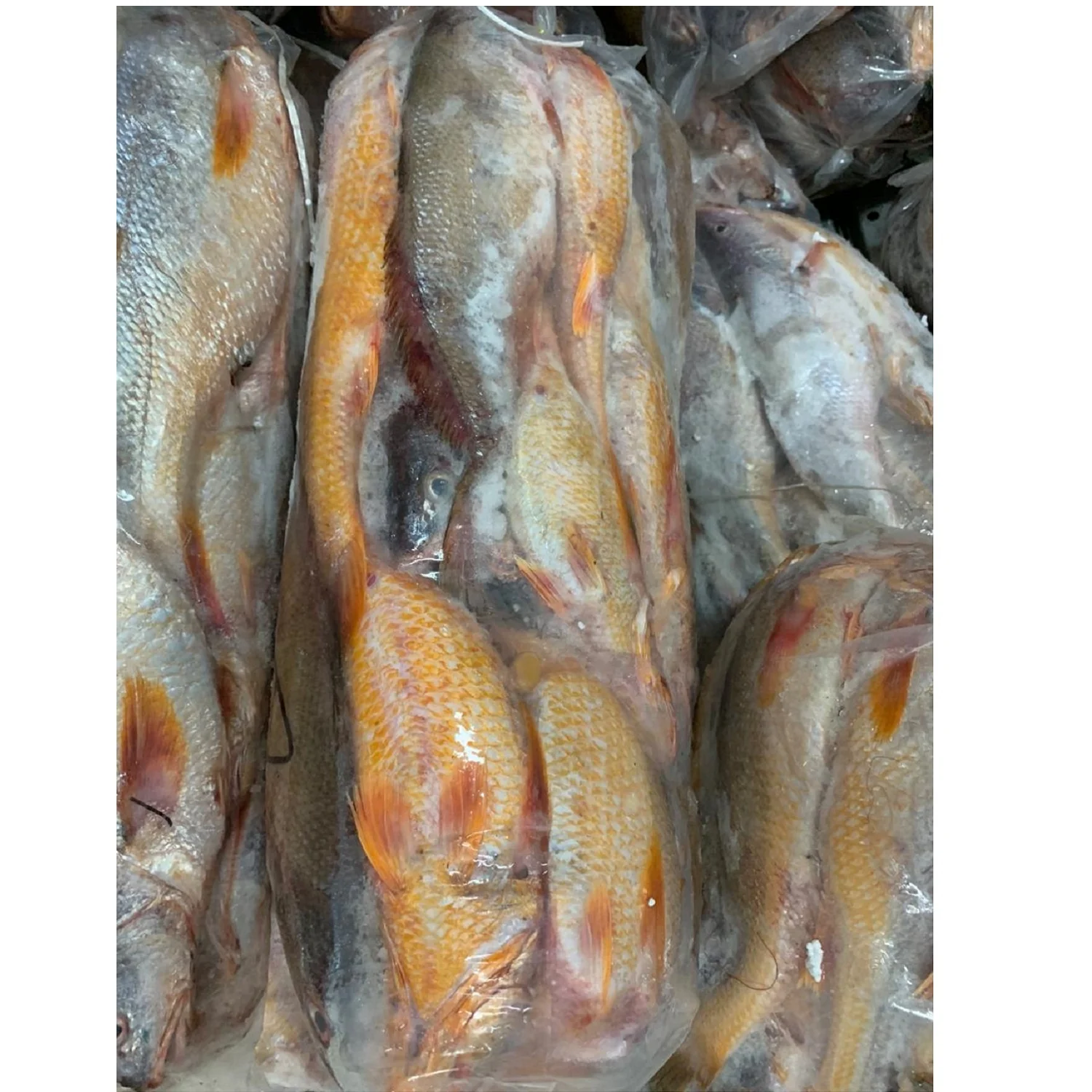 Yellow Croaker Fish On Boat Frozen  Premium Quality Bangladeshi Origin  Size 300gm to 1000gm