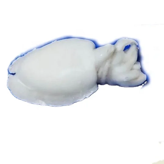 TOP QUALITY FROZEN CUTTLEFISH WHOLE CLEANED A GRADE FROM INDIA
