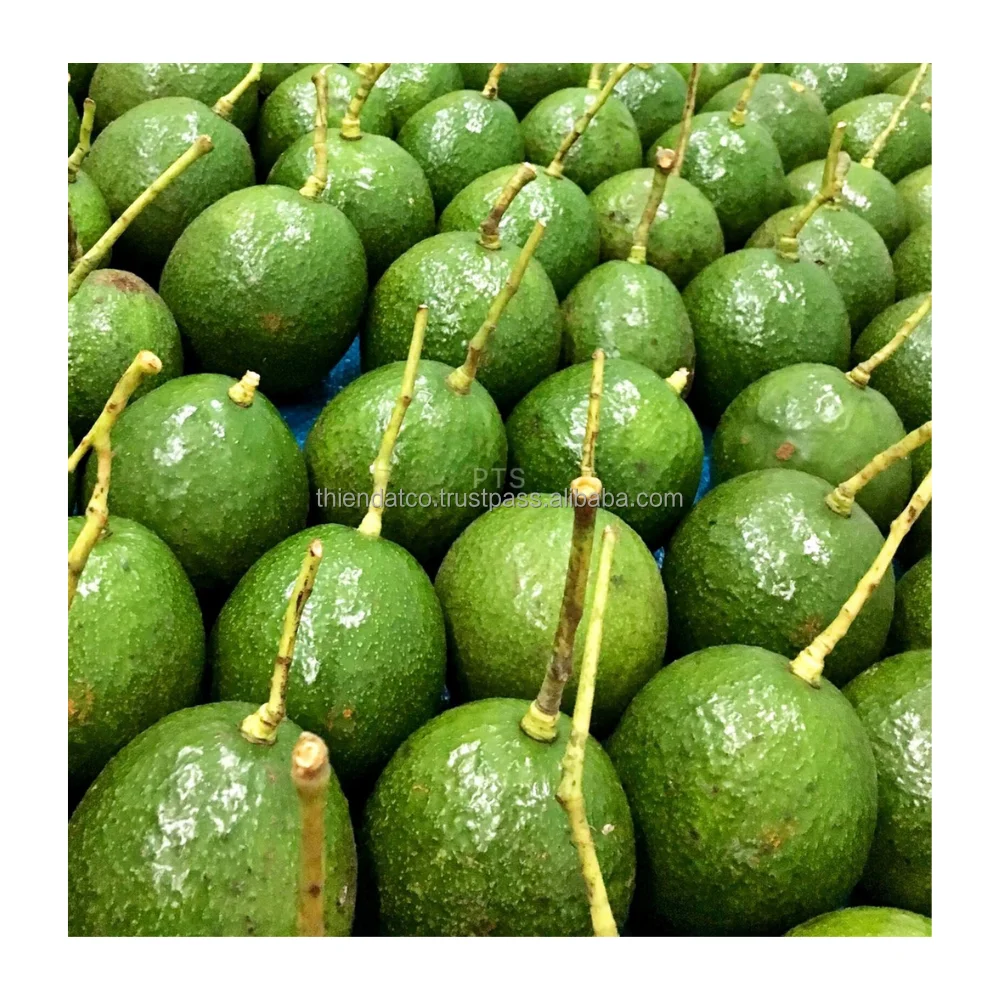 
NEW CROP ROUND VARIETY HIGH QUALITY FRESH AVOCADO FROM VIETNAM 