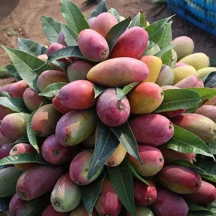 Wholesale Good Quality Fresh Mango Fruits Exported Thin Kernel Sweet Juicy Mango