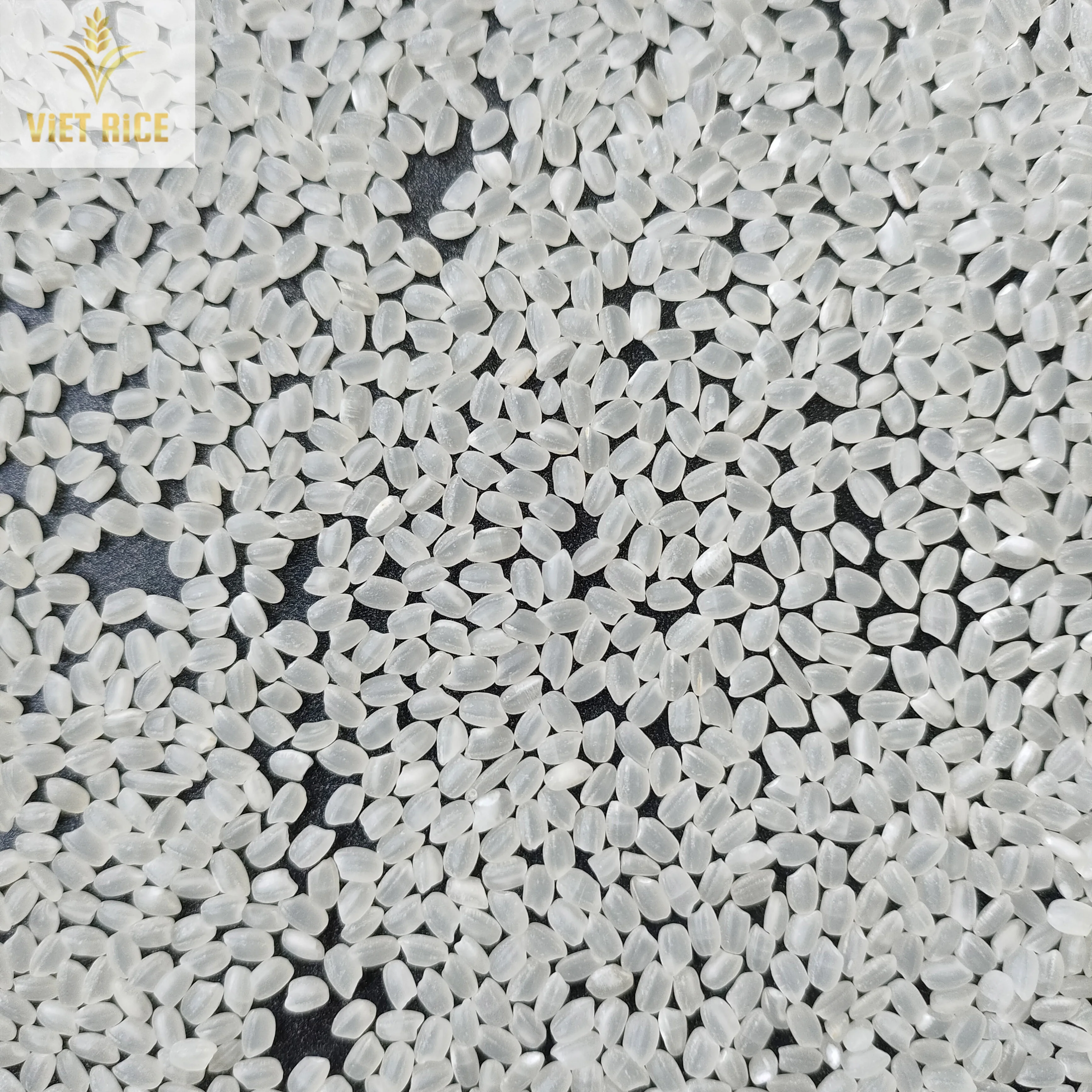 Japonica 5% broken short grain white rice - the best option for making sushi supplied by VIETRICE in large quantity& cheap price