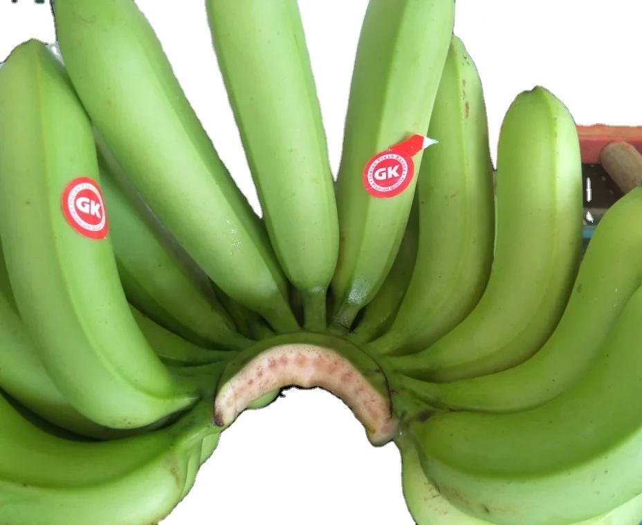 THE PREMIUM FRESH CAVENDISH BANANA