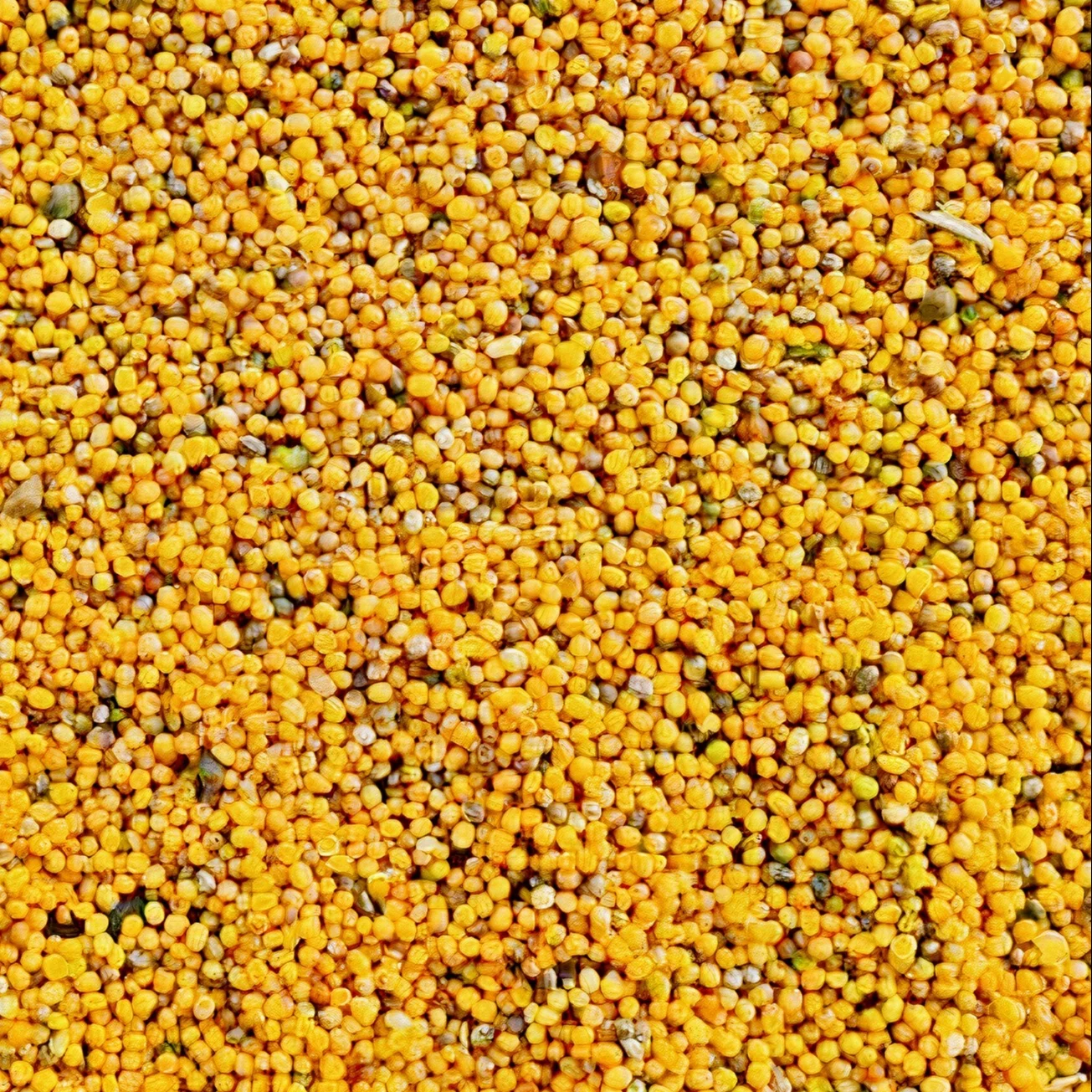 Professional Manufacturer Supply Best Quality Canola Seeds Wholesale Prices Rapeseed Canola Seed Price