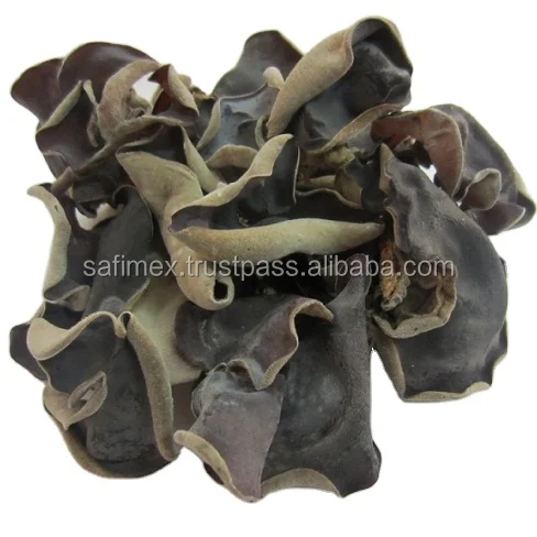 wood ear mushroom24