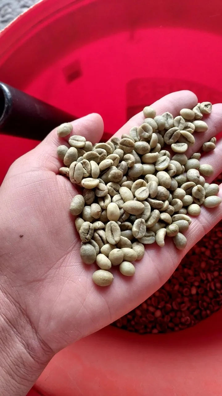 [Free sample] top quality green beans coffee Robusta/Arabica Green Coffee Beans from Reliable Vietnam Supplier +84363565928