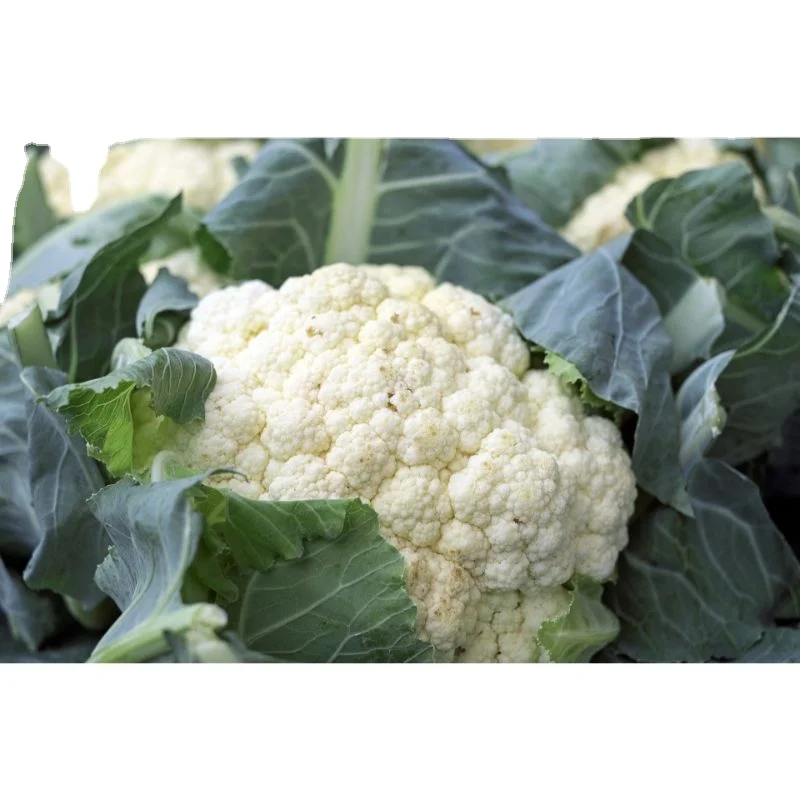 MN GLOBAL IMPEX 2022 Лучшая Продукция для кауфлера Калифорния