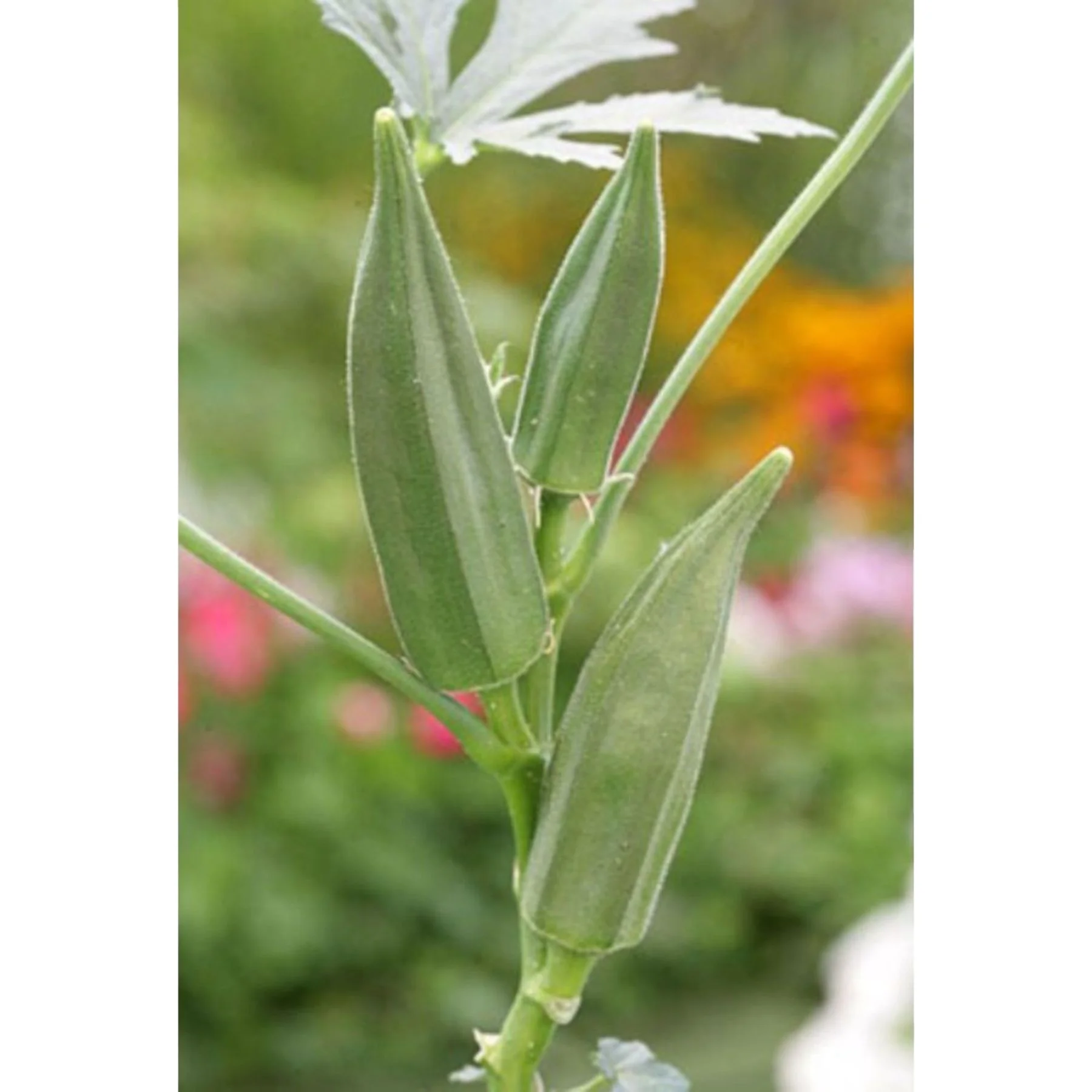 Компания-производитель Okra awa