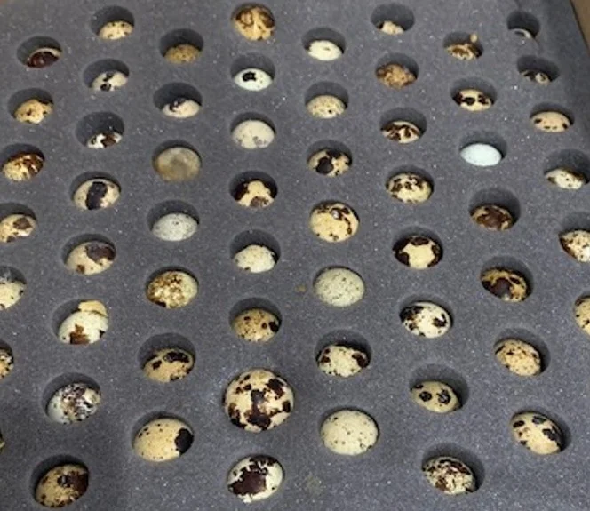 Premium Grade One Quail Eggs On Sale