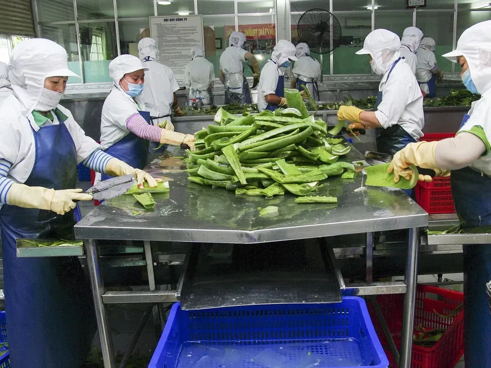 PREMIUM-GRADE CANNED ALOE VERA / PERFECTLY PRESERVED FRESHNESS / COST-EFFECTIVE BULK DEALS / MADE in VIETNAM