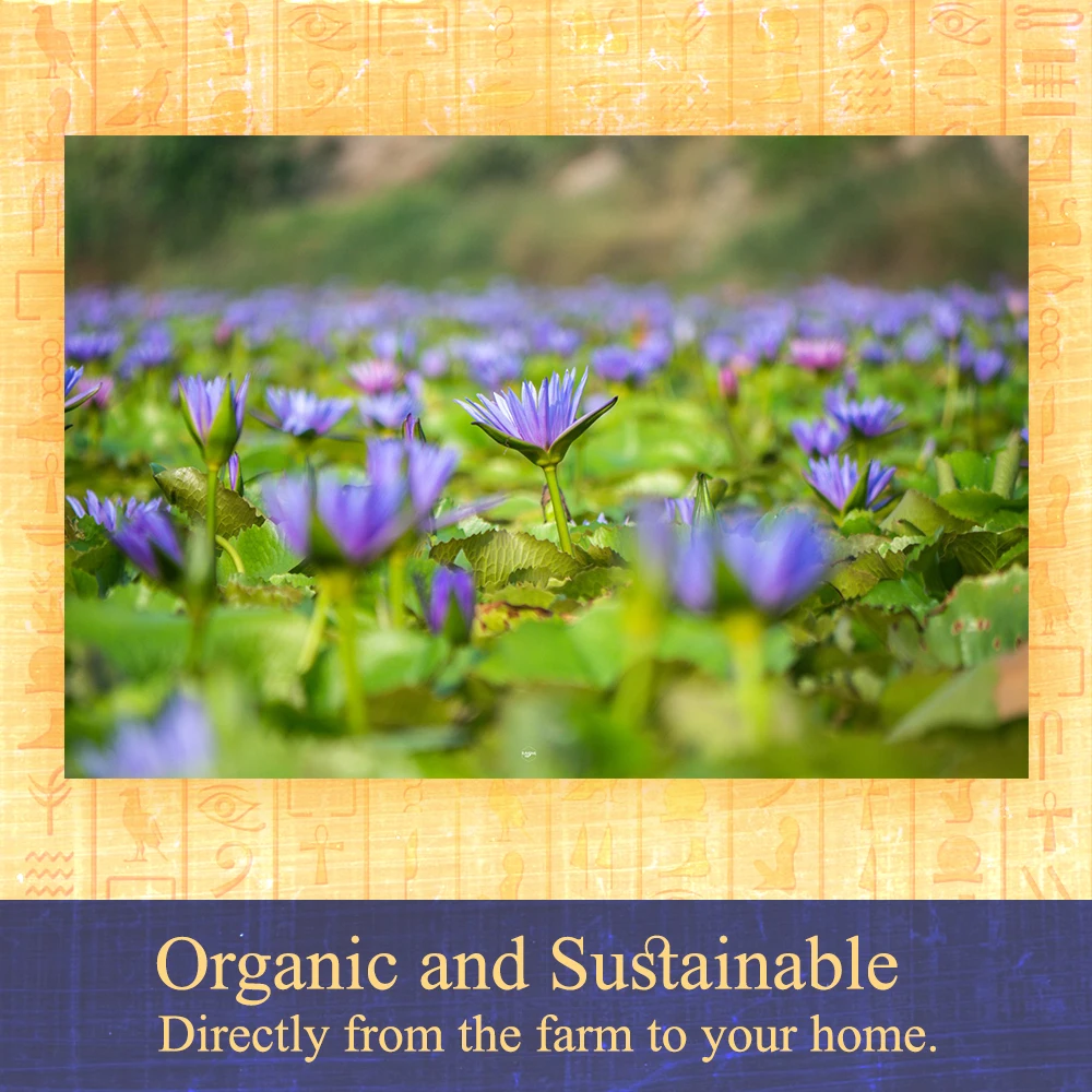 Premium Egyptian Blue Lotus Petals + Pollen Organic Dried Herb Natural Edible Flowers Herbal Tea Relaxation & Improved Sleep