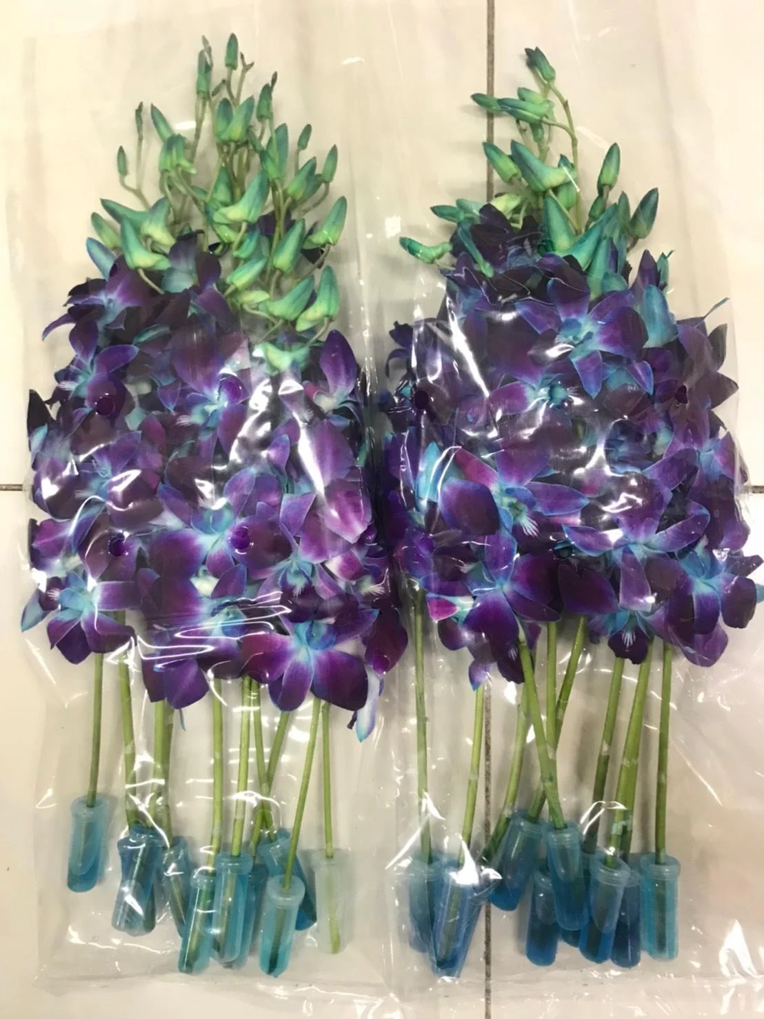 Orchid Flowers Cut flower thai orchids