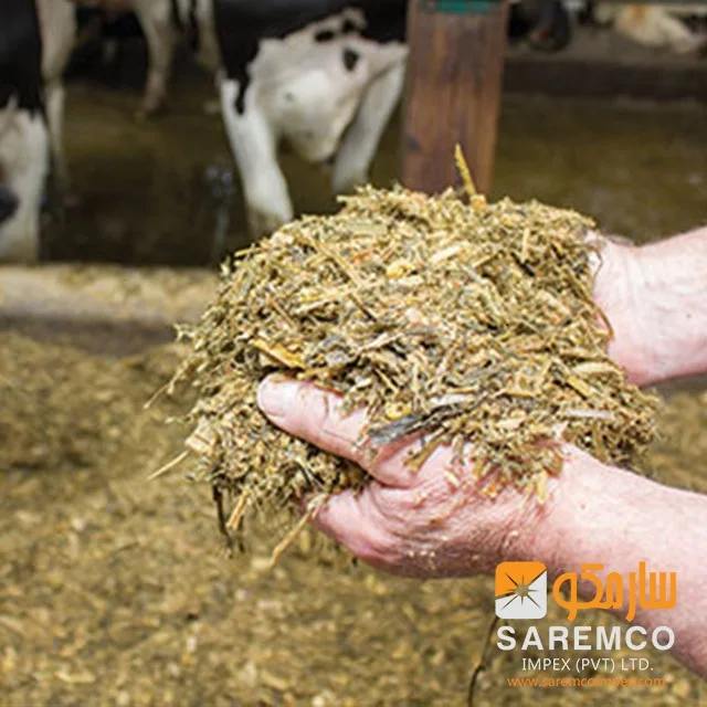 Wholesale Corn Silage Disease-Free Animal Feed for Cattle