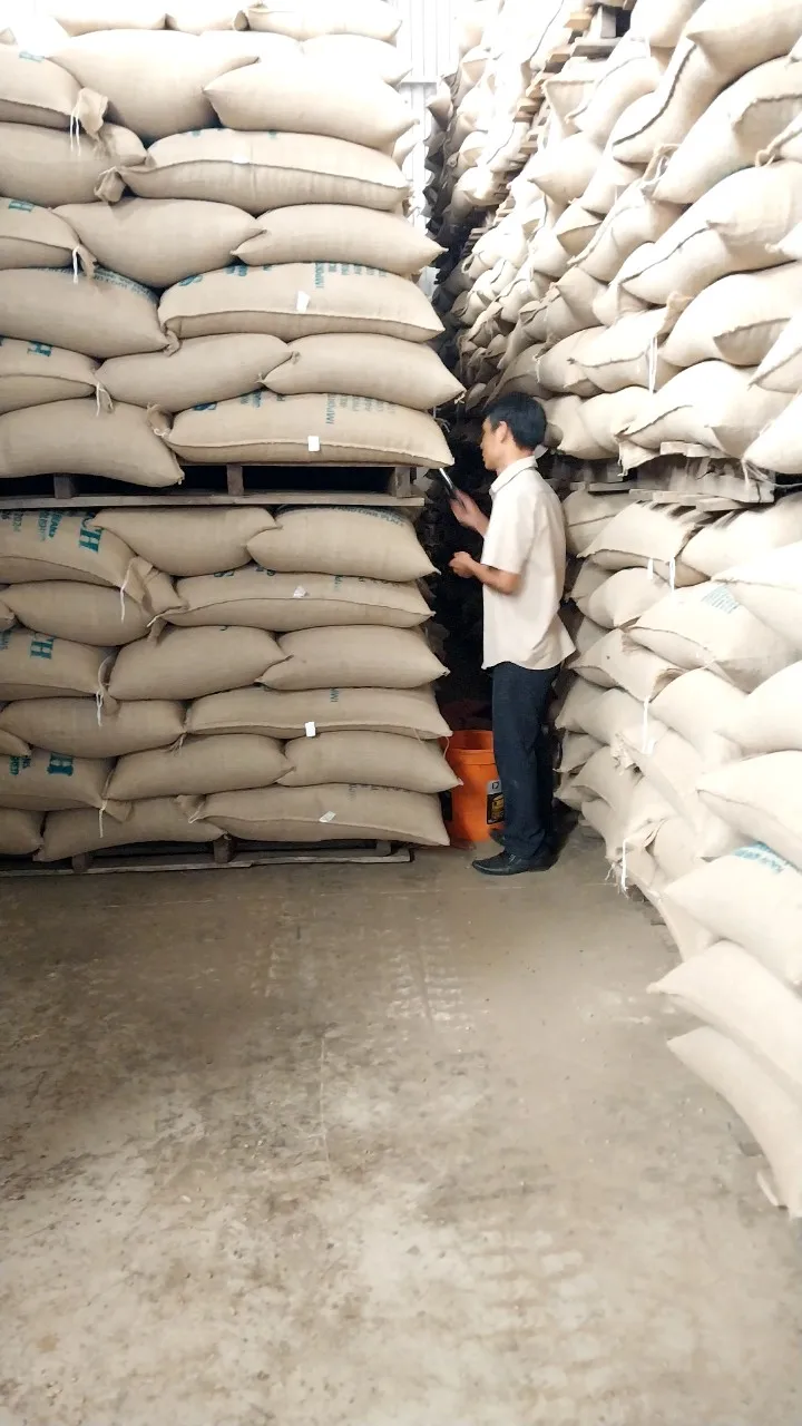 Premium Quality Kirar Raw Roasted Whole Bean Spicailty Arabica Washed 50 kg Strong Good Taste Hot Selling Available in Bulk