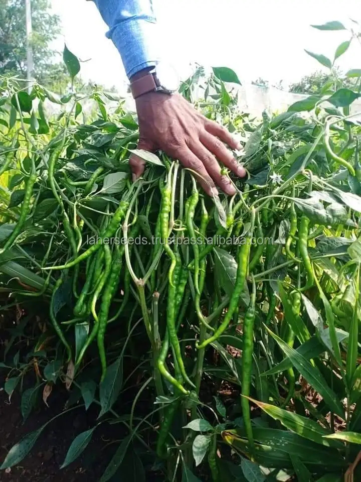 
22 TO 24 CMS LONG HYBRID CHILLI SEEDS FOR GREEN PURPOSE 