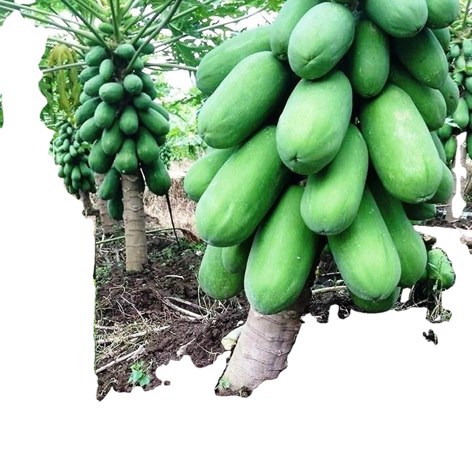 Экспорт свежих фруктов папайи в упаковке