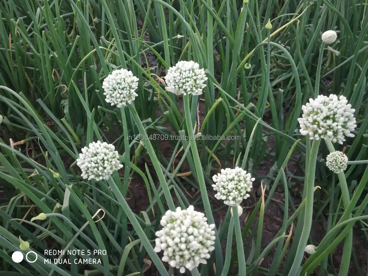 Top sale 2023 new production material for Fresh Vegetables Onion Red Bombay Onion Red Creole red piony Exporters from India