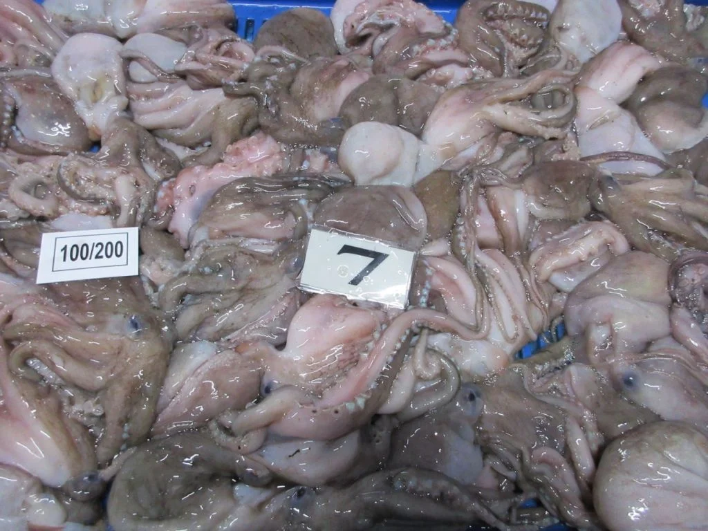 FROZEN OCTOPUS WHOLE FROM INDIA