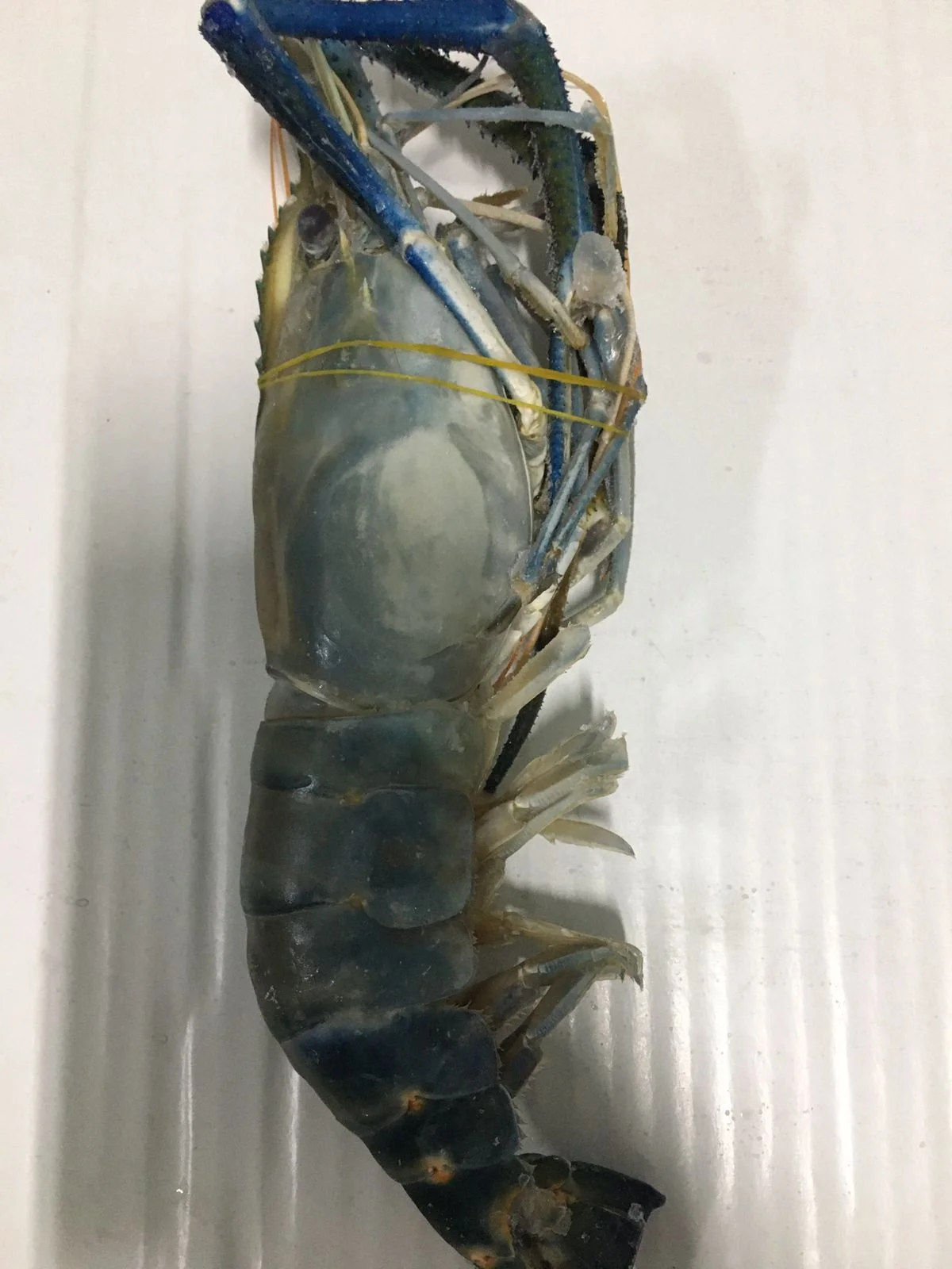 Горячая Распродажа вкусных мороженых свежей воды SCAMPI HOSO из бангладеш