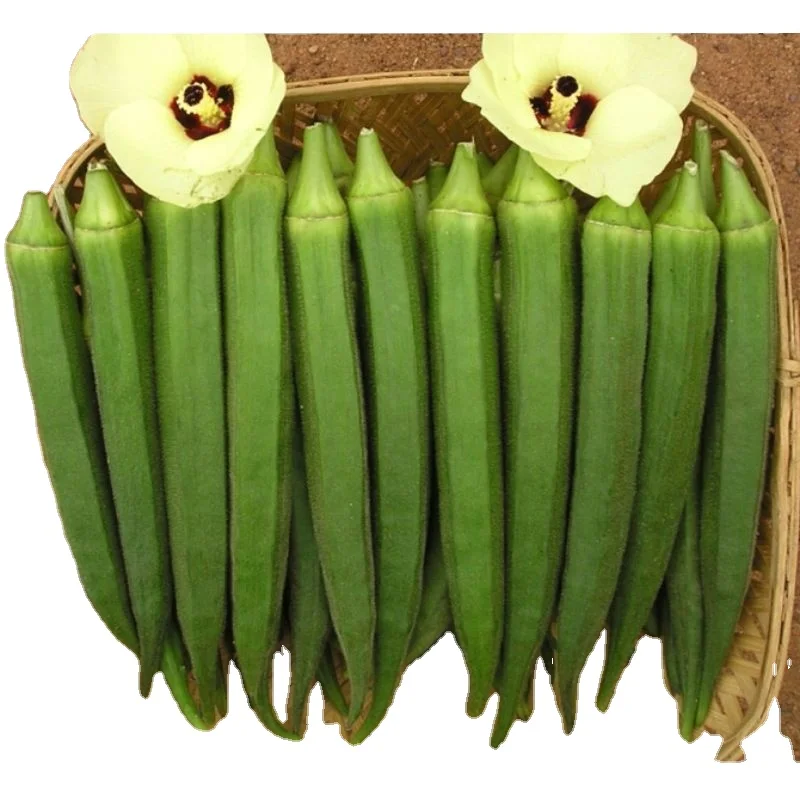 new production 2021 for okra for green okra grains in 50kgs hdpp bags for export quality from india