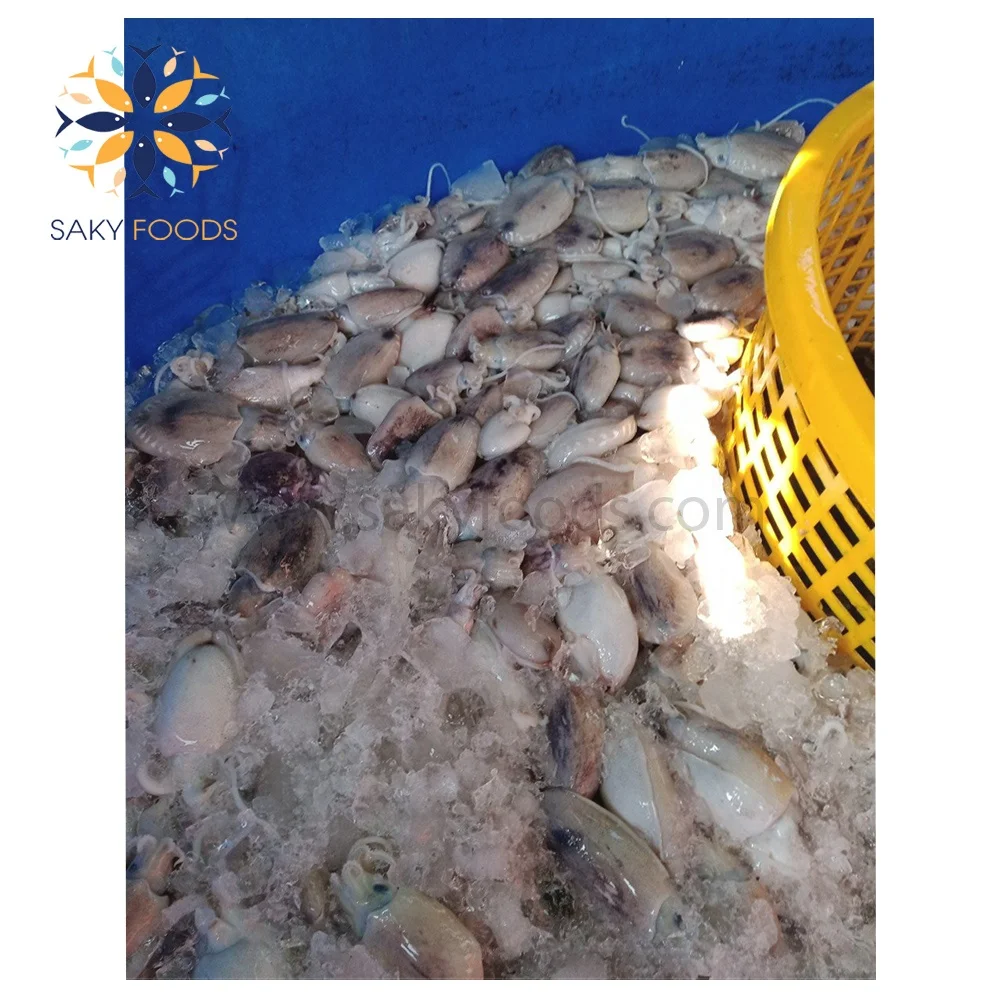 Cuttlefish Frozen Whole Cuttle Fish Fresh cuttlefish whole cleaned Viet Nam Supplier Block Bulk Style Packaging Package